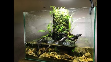 How make paludarium mini with Hygrolon - Bể bán cạn dùng Hygrolon giữ ẩm