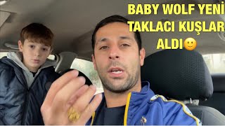 BABY WOLF A BAKICI GÜVERCİN ALMAYA GİTTİK BABY WOLF KÜMES KURUYOR