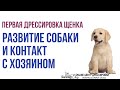 Первая дрессировка щенка лабрадора. Развитие собаки и контакт с хозяином. Собака для семьи