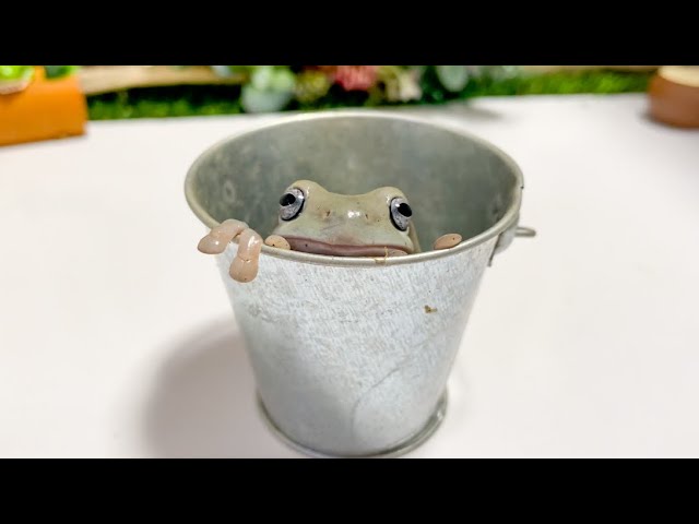 I gave the frog a bucket and he loves it, it's so cute! - YouTube