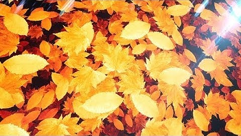 Autumn Leaves | Motion Graphics - Videohive template