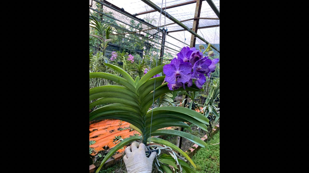 Hoa lan vanda 18/1 Thảo Nguyên Xanh