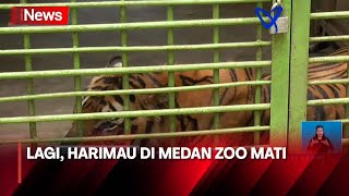 Satu Lagi Harimau di Medan Zoo Mati, Total 4 Ekor dalam 3 Bulan