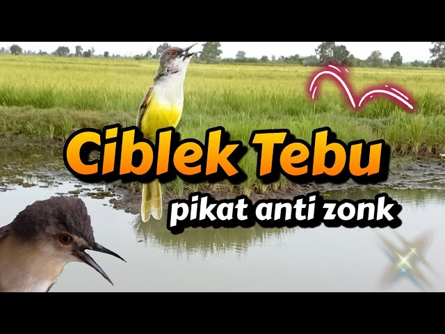 SUARA PIKAT CIBLEK TEBU AMPUH PASTI NGUMPUL #prenjakklik #pikatanburung  #ciblektebu class=