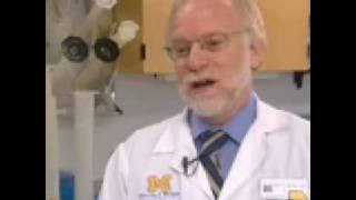 The Role of Breast Cancer Stem Cells in Breast Cancer Development