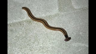 Flat Head - Hammer Head Worm The dreaded demon of the ground