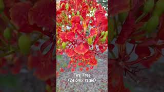 Philippine Fire Tree #nature #shortsfeed #nuevaecija #firetree #shortvideo #redflower #shorts