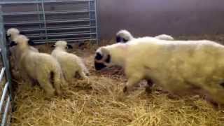 Valais blacknose sheep first snow