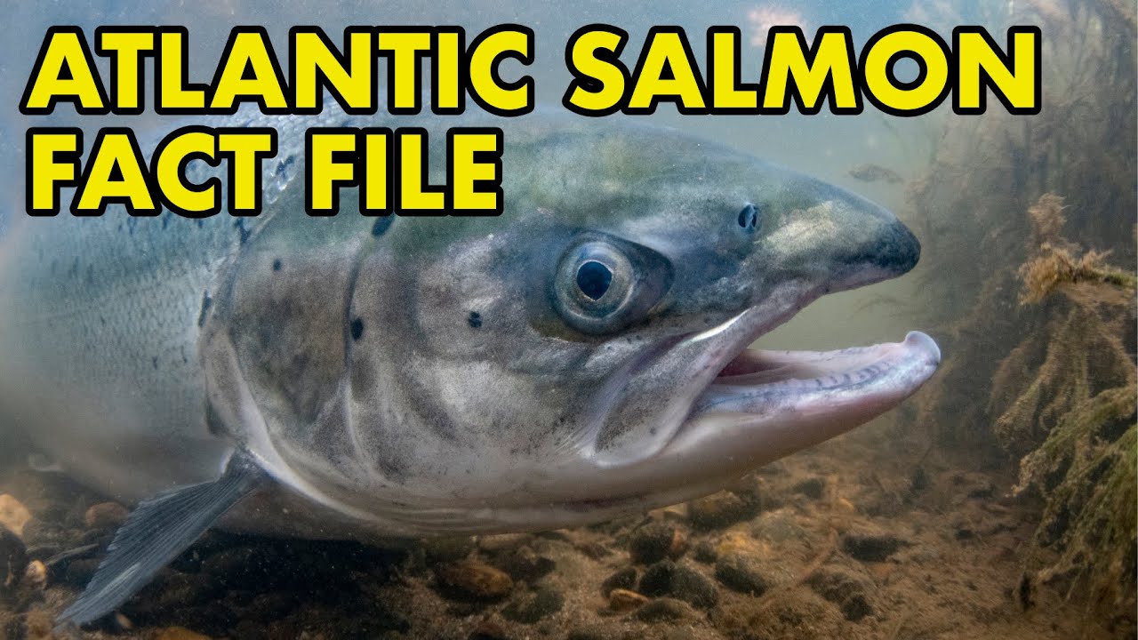Salmon Fact File (British Wildlife Facts) YouTube