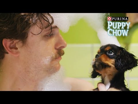 Video: Puppyhood'i kriitilised etapid