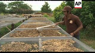 Gourmet coffee made from civet droppings