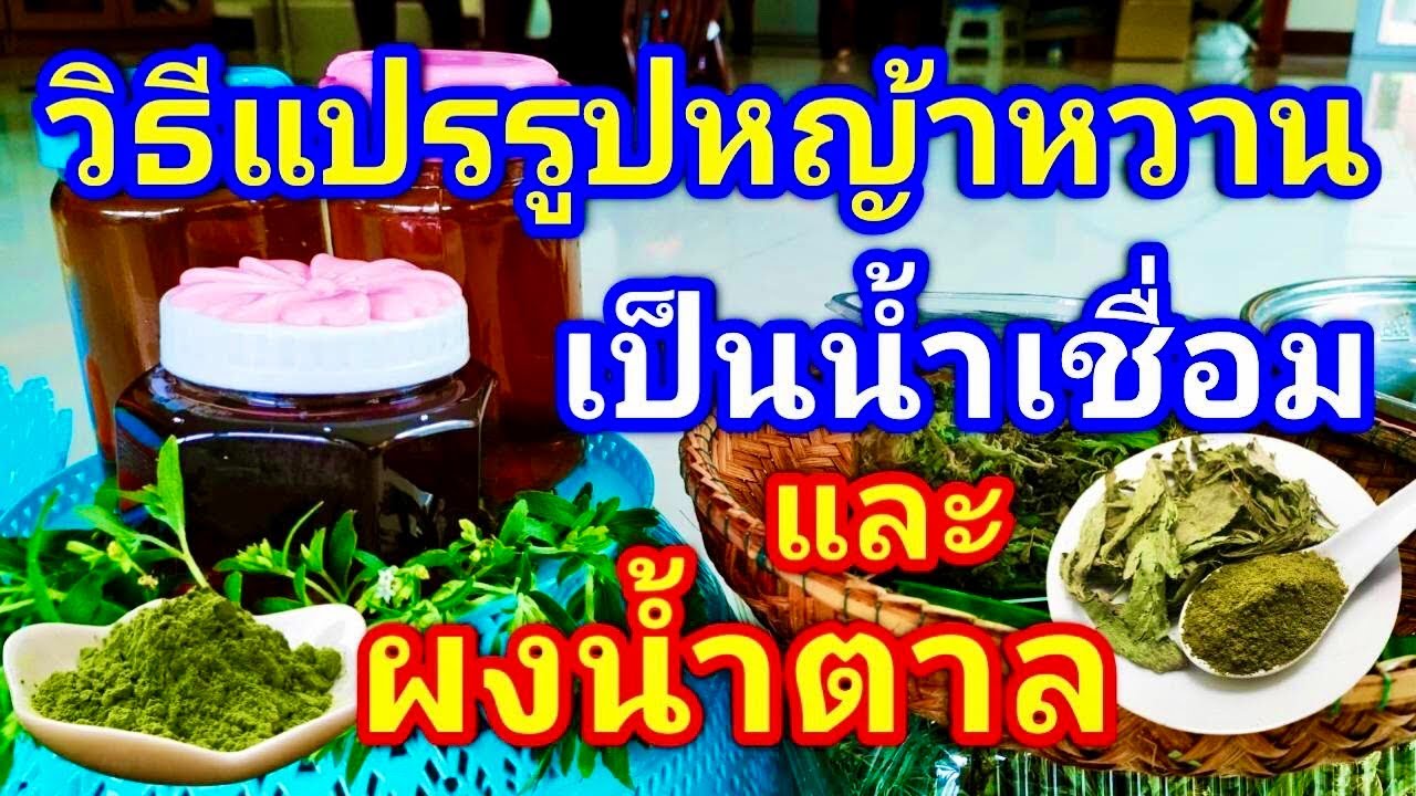 หญ้า หวาน หา ซื้อ ได้ ที่ไหน  New  วิธีแปรรูปหญ้าหวานเป็นผงน้ำตาลและน้ำเชื่อมไว้ใช้ประกอบอาหาร