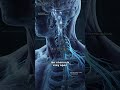 ⚡ One Bite = Nervous System Overload | Funnel-Web Spider Explained