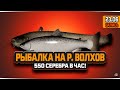 Лосось Атлантический и Сом. Рыбалка на реке Волхов — Русская Рыбалка 4