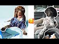 The Most Adorable German Short-haired Pointer Puppies 2020! Video #1 の動画、YouTube動画。