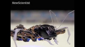 Big bionic ants team up to move objects