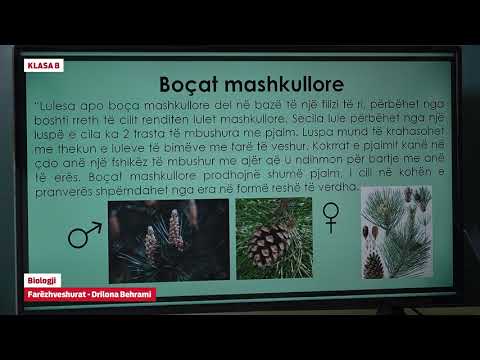 Video: Cili është gametofiti i një bime të lulëzuar?