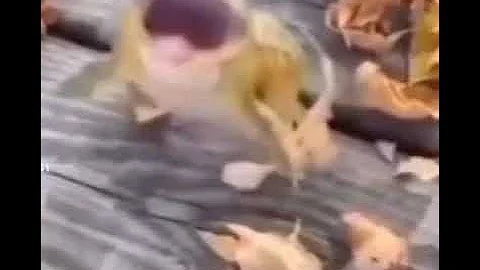 Лягушка смеётся