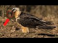 Las 10 Aves Más PELIGROSAS Que Quizás No Conocías!!