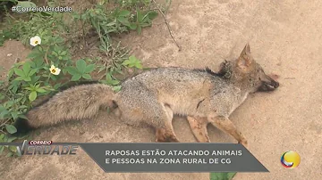 Como que são as raposas?