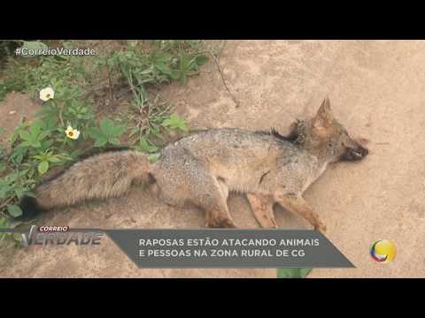 Raposas estão atacando animais e pessoas na zona rural de CG