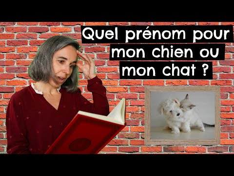 Vidéo: 60 noms pour les chiens noirs: mâle, femelle, badass et drôle