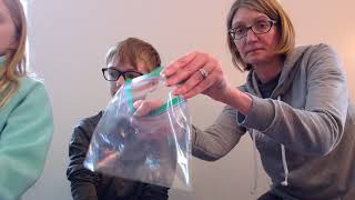 How to Tutorial on Growing Green Beans in a ziploc bag.