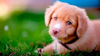 Cute Dog Videos #101 by Dogs Are Awesome - Funny Dog Videos 3,620 views 7 years ago 3 minutes, 10 seconds