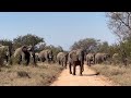 The Moment the Whole Elephant Herd Walk Down the Road Together