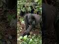 Binyido Gorilla Family #exploreuganda #explorenamibia #wildlife #animals #duet #theroameastafrica