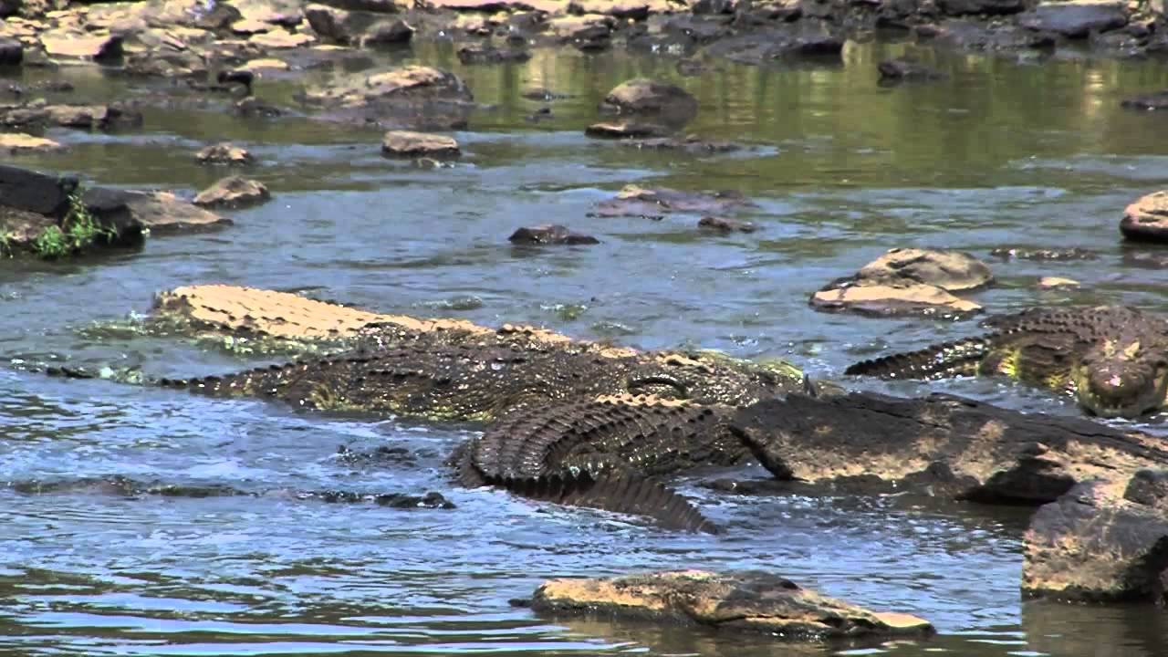 Crocodiles kill a young wildebeest in Mara river - Krokodile töten ein junges Gnu im Mara Fluss - YouTube