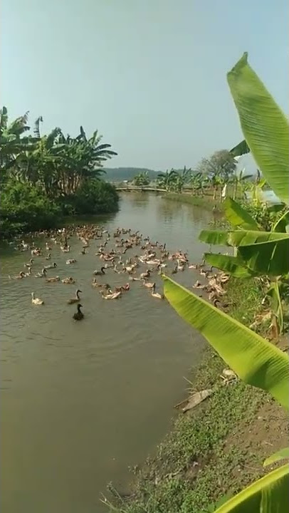 Bebek berenang ikan berlari