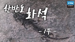 한반도 화석 1부 : 과거를 푸는 비밀열쇠 / YTN 사이언스