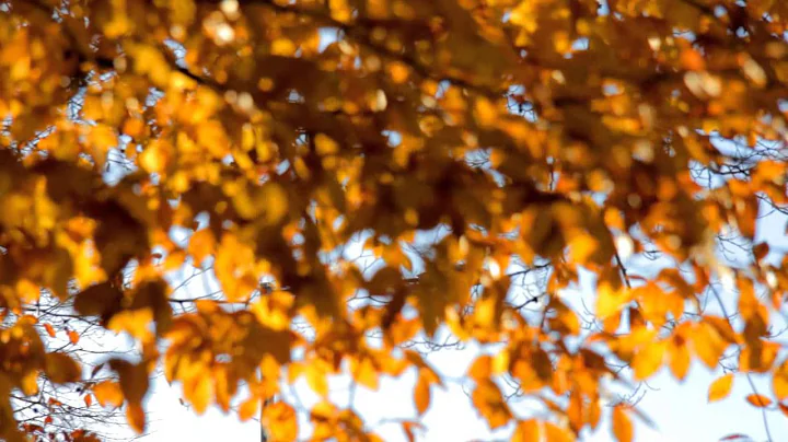 Autumn