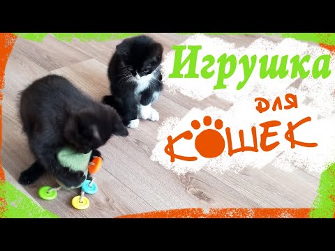 Игрушка-погремушка для кошек/котят/котов своими руками из подручных средств DIY Игрушка-погремушка для кошек/котят/котов своими руками из подручных средств DIY