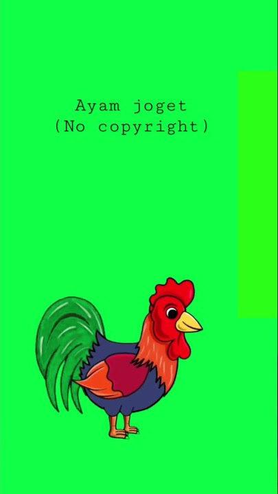 Ayam jago green screen - no copyright #sospolbuddes