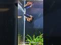 Stunning Betta Fish Reflection View 🌊 #aquarium #bettafish #bettafishuae