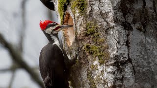 : Pileated Woodpecker working on a nest cavity