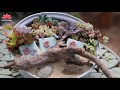 Recycle cooking pot succulents arrangement ideas | Linh Lung Garden