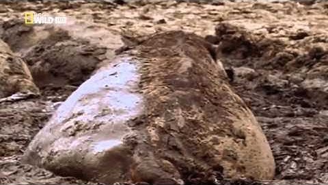 Ultimate Predator: Jaws of Death Wildlife Documentary- Nature documentary (tv genre)