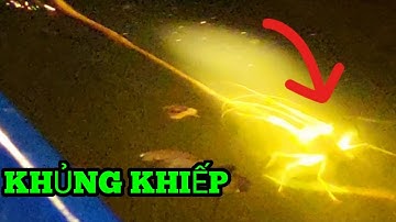 Săn tôm càng khủng dưới đáy sông chẹm ẩn nấp nấp lâu năm |HQBL #173