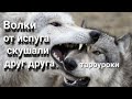 #тароуроки,#таророссия,Волки от испуга скушали друг друга.