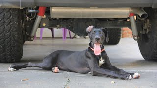 Great Dane Agility Training