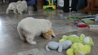 English Cream Golden Retriever Puppies For Sale