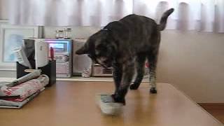 20100227_1001_花　電話子機くるくるup.flv