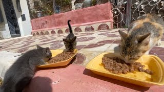 Cute mama cat and her shy kitten just come mealtime.