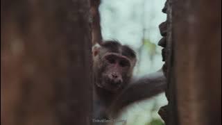 The Island of Borneo  - Cinematic 4k