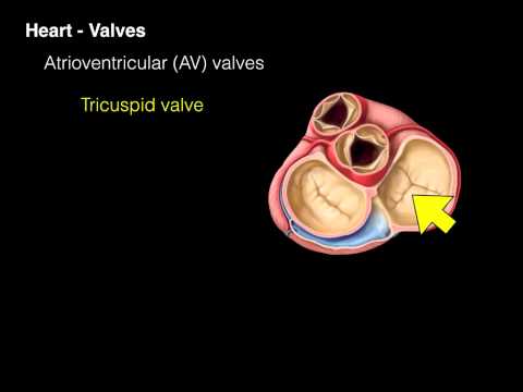 Video: Vilka klaffar är öppna under ventrikulär diastol?
