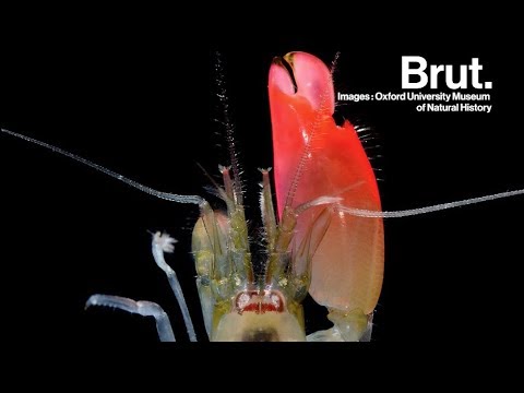 Vidéo: Le gobie tue-t-il les crevettes pistolet ?