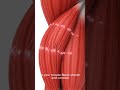 “How Muscles Repair &amp; Grow After Exercise – 3D Illustration”